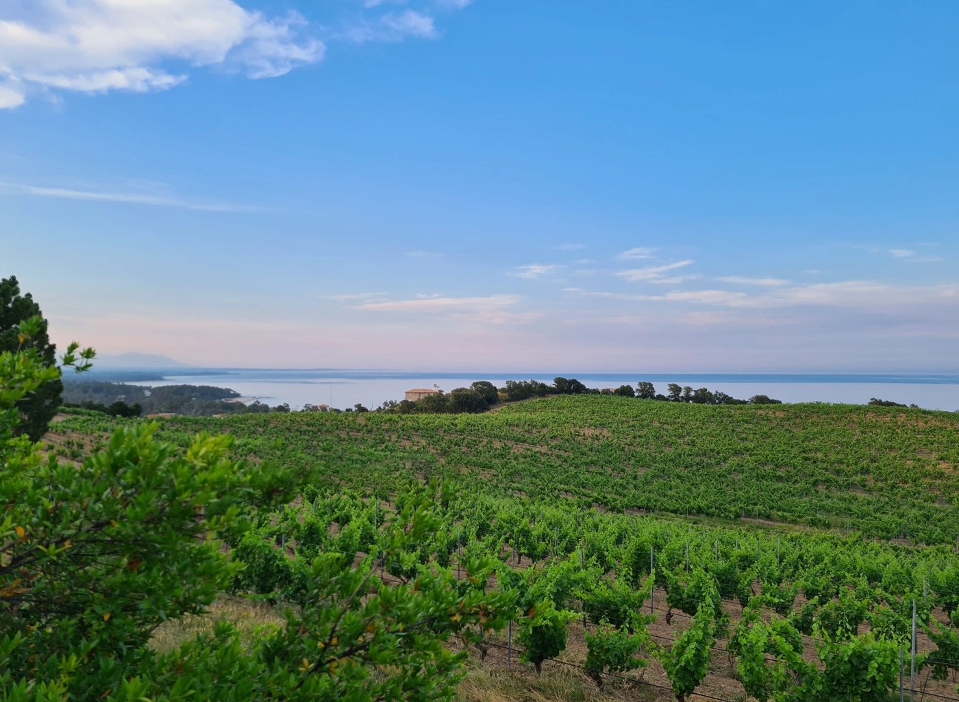 Vue mer et sur le vignoble du domaine de Solenzara