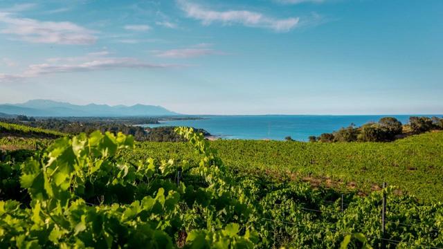 Visite de la cave et du domaine